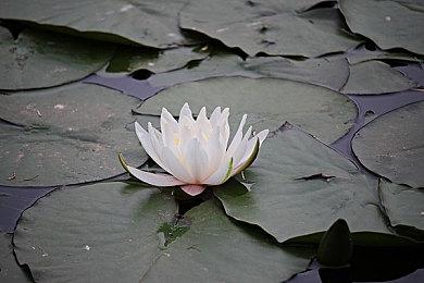 任天堂Switch2用户因“不当用户名”被ban机